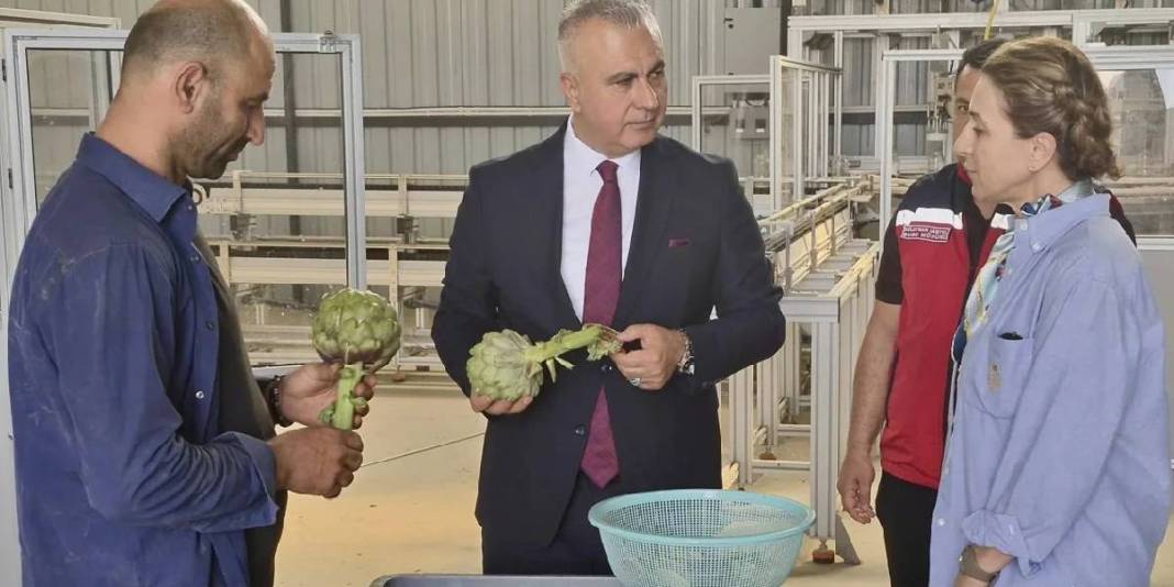 Geçen yıl denendi başarıya ulaşıldı: Bu yıl hasat hedefi 250.000 adet 3